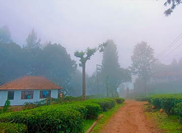 Image Gallery